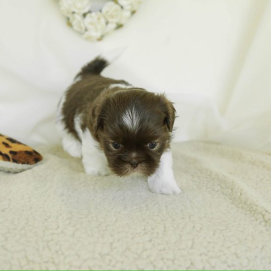 Cooper Male