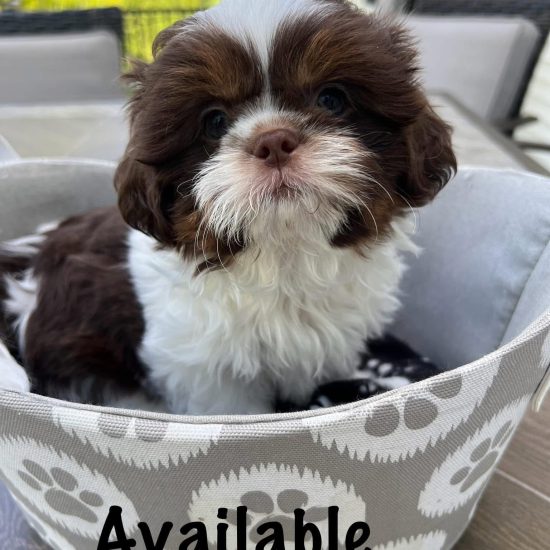 Louie male